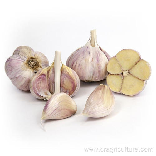 Factory Supply Hardneck Toch Garlic Vegetables